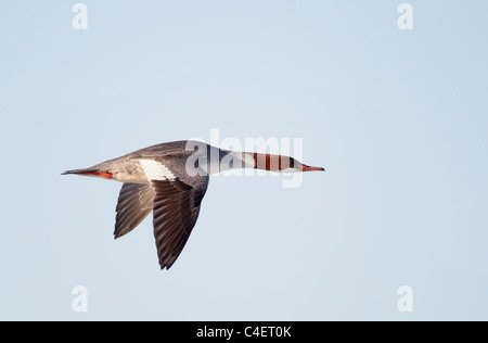 Gemeinsamen Prototyp, Gänsesäger (Mergus Prototyp), Weibchen im Flug. Finnland. Stockfoto