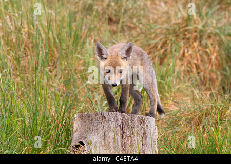 Fuchsjunge Vulpes wagt sich aus der Höhle in Ackerland Stockfoto