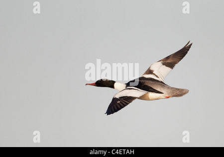 Gemeinsamen Prototyp, Gänsesäger (Mergus Prototyp), Männchen im Flug. Finnland. Stockfoto