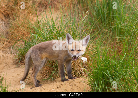 Fuchsjunge Vulpes wagt sich aus der Höhle in Ackerland Stockfoto