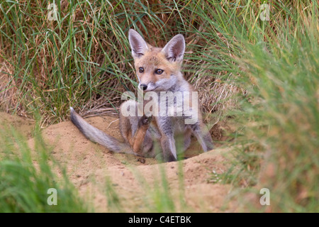 Fox Cub Vulpes Vulpes Wagen aus Höhle in Ackerland Stockfoto