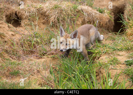 Fuchsjunge Vulpes wagt sich aus der Höhle in Ackerland Stockfoto