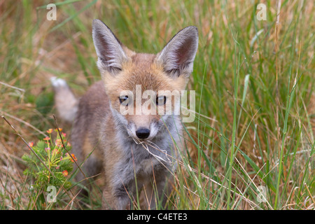 Fuchsjunge Vulpes wagt sich aus der Höhle in Ackerland Stockfoto