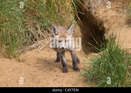 Fuchsjunge Vulpes wagt sich aus der Höhle in Ackerland Stockfoto