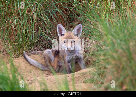 Fox Cub Vulpes Vulpes Wagen aus Höhle in Ackerland Stockfoto