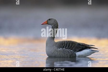 Graylag Goose Graugans (Anser Anser), Erwachsene im flachen Wasser stehend. Finnland. Stockfoto