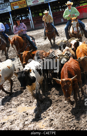Rodeo-Mitarbeiter bewegen Rinder bis Ende der Arena. Stockfoto