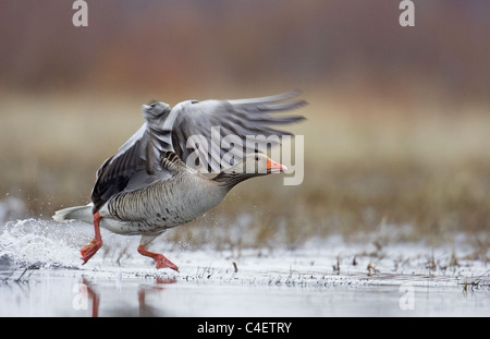 Schwimmen Graylag Gans, Graugans (Anser Anser) Wasser ab. Finnland. Stockfoto