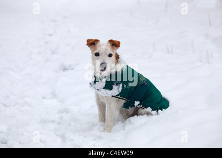 Jack Russell Terrier in Hundemantel im kalten Winterschnee Norfolk Stockfoto