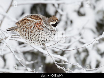 Hazel Grouse (Tetrastes Bonasia, Bonasa Bonasia), Erwachsener thront auf einem verschneiten Zweig. Finnland. Stockfoto