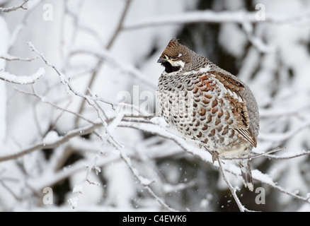 Hazel Grouse (Tetrastes Bonasia, Bonasa Bonasia), Erwachsener thront auf einem verschneiten Zweig. Finnland. Stockfoto