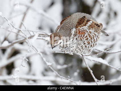 Hazel Grouse (Tetrastes Bonasia, Bonasa Bonasia), Erwachsener thront auf einem verschneiten Zweig. Finnland. Stockfoto