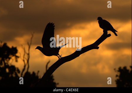 Ringeltauben Columba Palumbus thront bei Sonnenaufgang Stockfoto