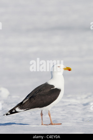 Große schwarz-Rückseite Gull (Larus Marinus), Erwachsene stehen auf Schnee. Stockfoto