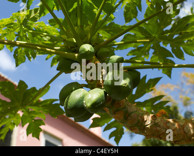 Nahaufnahme von Papaya-Früchten, Pflanzen im Garten Madeira Portugal EU Europa Stockfoto