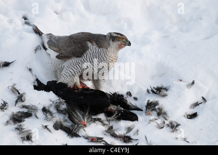 Eurasische Sperber (Accipiter Nisus) Fütterung auf eine gemeinsame Raven (Corvus Corax). Finnland. Stockfoto