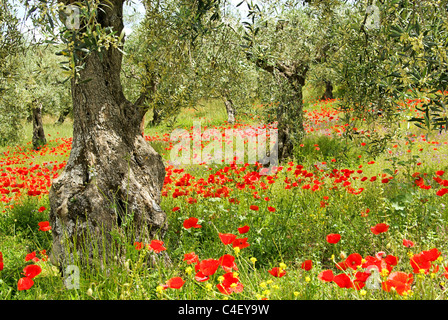 Klatschmohn Olivenhain - Klatschmohn in Olivenhain 04 Stockfoto