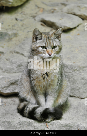 Junge Wildkatze (Felis Silvestris) sitzt auf Felsen, Bayerischer Wald, Deutschland Stockfoto