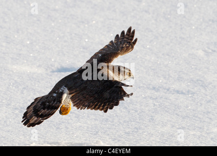 Eurasische Sperber (Accipiter Nisus) im Flug über Schnee. Finnland. Stockfoto
