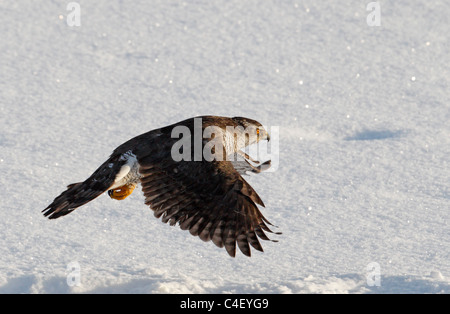 Eurasische Sperber (Accipiter Nisus) im Flug über Schnee. Finnland. Stockfoto
