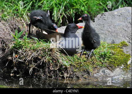 Teichhühner / gemeinsame Gallinule (Gallinula Chloropus) mit zwei Küken ruhen am Seeufer Stockfoto