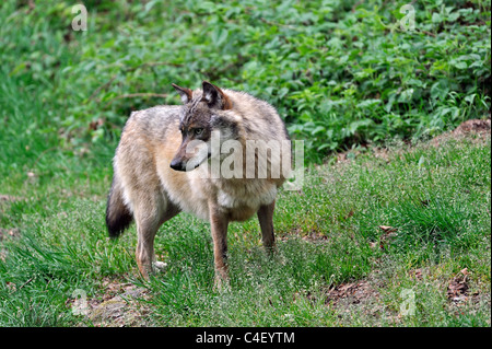 Europäische graue Wolf (Canis Lupus) im Rückblick, Bayerischer Wald, Deutschland Stockfoto