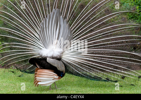 Pfau in vollständige Anzeige in einem Garten in England, von hinten Stockfoto