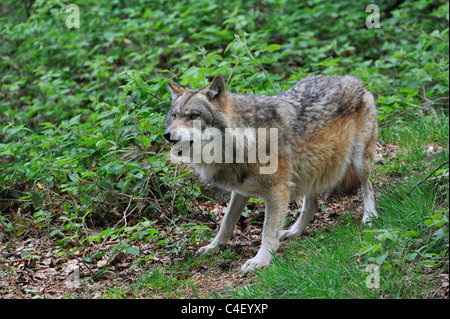 Unterzuordnen Sie europäische graue Wolf (Canis Lupus), Schwanz zwischen die Beine zeigen Angst und Aggressivität Stockfoto