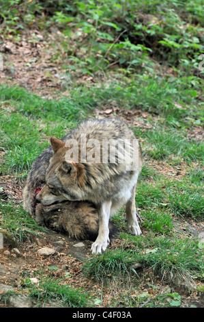 Untergeordnete europäischen graue Wolf (Canis Lupus) über dem Heck verwundet, nachdem Kampf mit dominanten alpha male, Bayerischen Wald, Deutschland Stockfoto