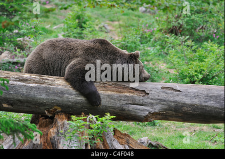 Faul eurasischen Braunbären (Ursus Arctos) schlafen auf gefallenen Baumstamm im Wald, Nationalpark Bayerischer Wald, Deutschland Stockfoto