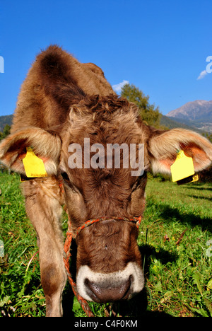 Tiroler Kuh ruht auf dem grünen Rasen Stockfoto