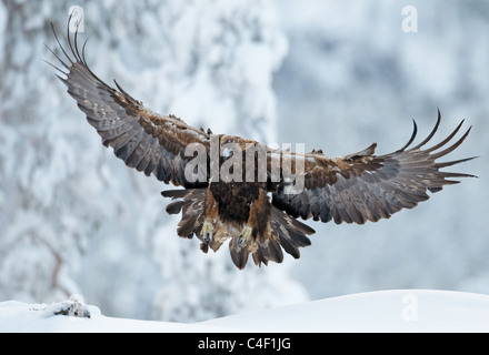 Steinadler (Aquila Chrysaetos), Erwachsene im Ansatz zu Schnee landen. Finnland. Stockfoto