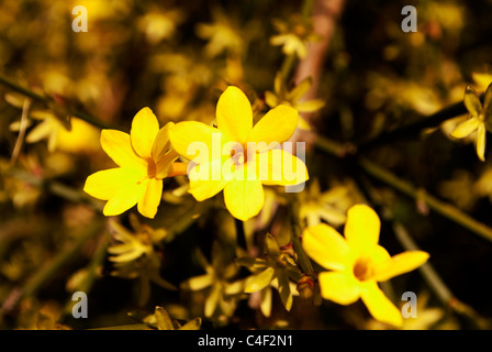 gelbe Primeln im Frühjahr Stockfoto