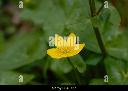 Blühende Sumpfdotterblume. Stockfoto
