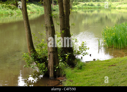 Soudley Teiche, Wald des Dekans, Gloucestershire, England, Vereinigtes Königreich Stockfoto