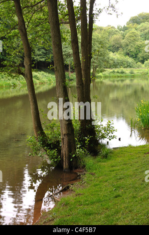 Soudley Teiche, Wald des Dekans, Gloucestershire, England, Vereinigtes Königreich Stockfoto