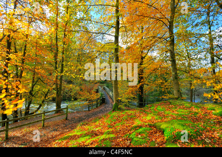 Wald, Herbst, Herbst, Pfad, Fluss, gesprenkelt, sunshine Stockfoto