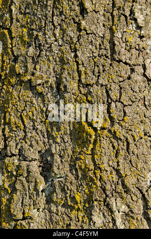 Alten Baumstamm mit dicke Rinde mit Moos bedeckt. Interessante Hintergrund. Stockfoto