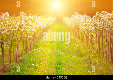 Apfelgarten in Blüte unter Sonnenaufgang Licht. Flachen DOF. Stockfoto