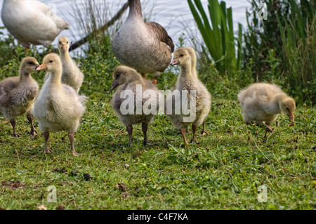 Graugans Goopse Gänsel zu Fuß auf dem Rasen Stockfoto