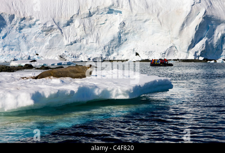 Weddell Seal (Leptonychotes Weddellii) und Touristen gefüllt Schlauchboot, Antarktis. Stockfoto