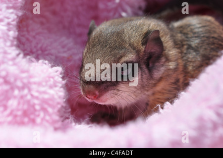 Nahaufnahme von einem einzigen Baby Gleithörnchen (Pteromyini oder Petauristini) eingebettet in rosa Stockfoto