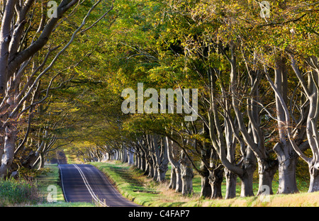 Buche-Allee in der Nähe von Badbury Rings in Dorset, England. Herbst (Oktober) 2009. Stockfoto