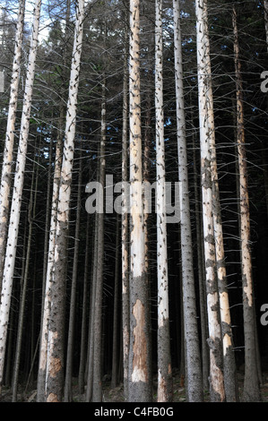 Fichten getötet durch Borkenkäfer im Nationalpark Harz Deutschland Stockfoto