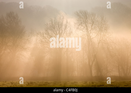 Nebel und am frühen Morgensonnenlicht durchscheinen Laubbäume in der Hecke von einem ländlichen Gebiet Okehampton, Devon. Stockfoto