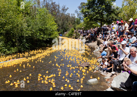 LOS GATOS, CA, USA - Juni 12: Die Quietscheentchen sind ihren Sommer bei der 4. jährlichen Silicon Valley Entenrennen in Vaso kicking off Stockfoto