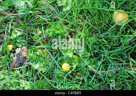 Ei Eigelb Pilze, Bolbitius Vitellinus. junge und Reife, zeigt Größe. Stockfoto