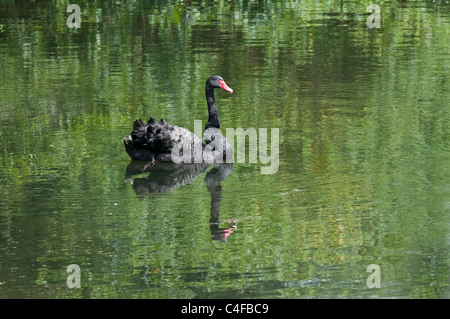 Black Australian Swan Schwimmen am Roath Park Lake in Cardiff mit Spiegelbild Stockfoto