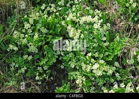 Primeln, Primula Vulgaris und wilden Sellerie, auch Graveolens auf Entwässerung Dtich Bank wächst. Stockfoto