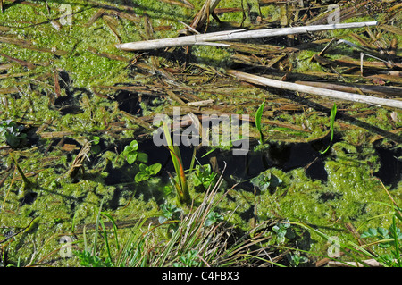 Algen wachsen auf dem Wasser in Entwässerungsgraben. Stockfoto